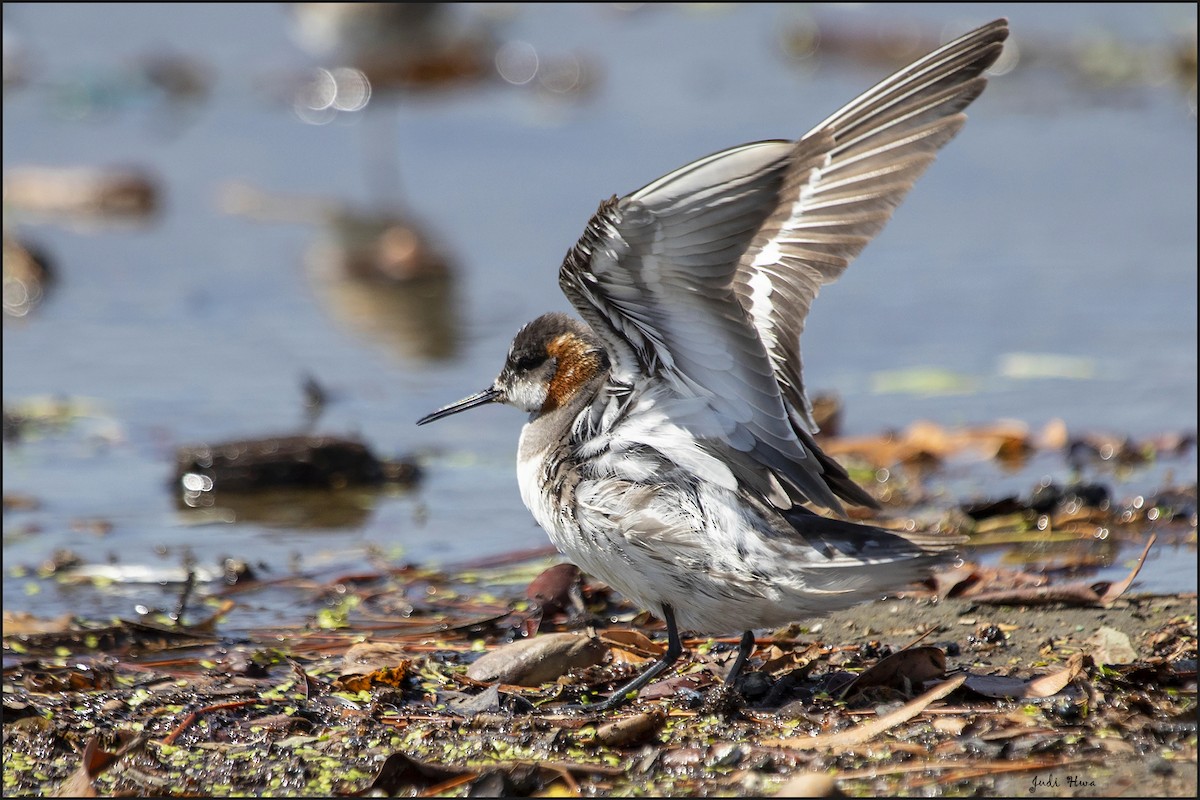 Red-necked Phalarope - ML357620921