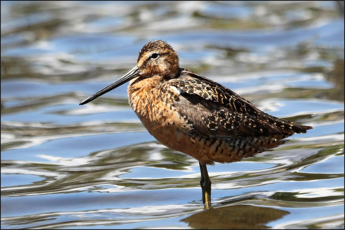 Long-billed Dowitcher - ML357621171