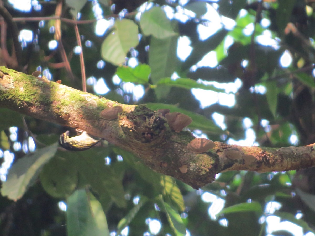 Yellow-throated Tinkerbird - ML357621211