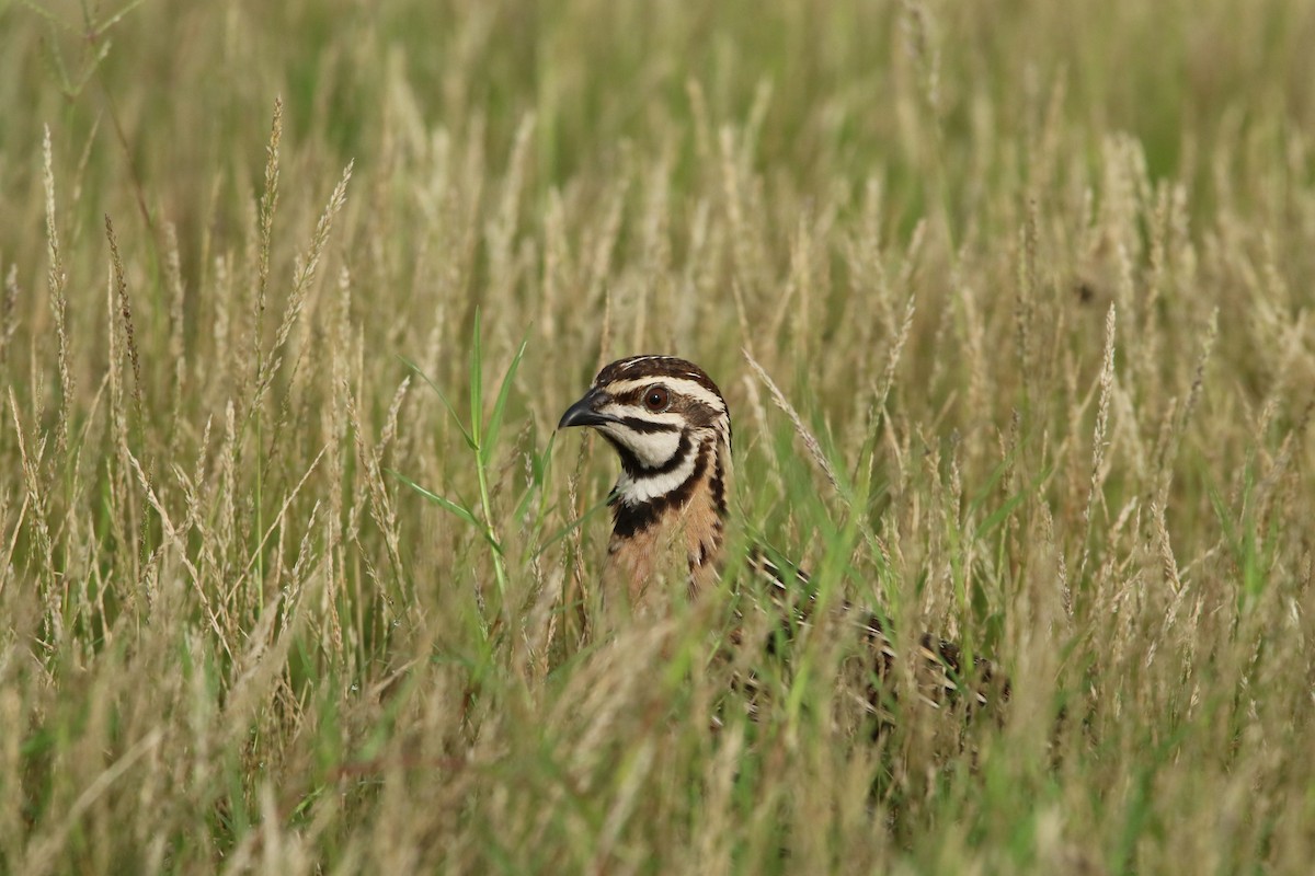 Rain Quail - Sushant Jadhav