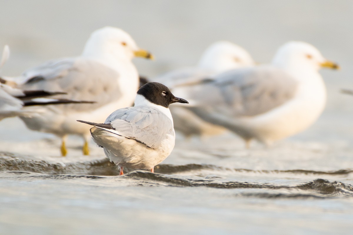 Bonaparte's Gull - ML357622171