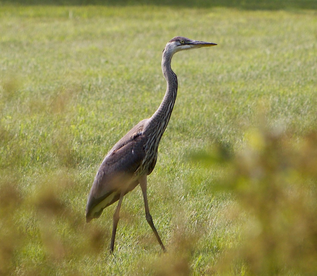 Great Blue Heron - Robert Bruss