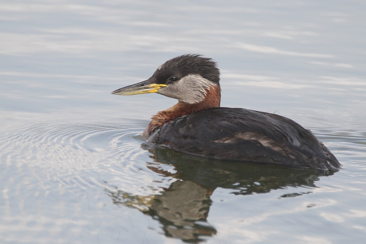Red-necked Grebe - ML357623951