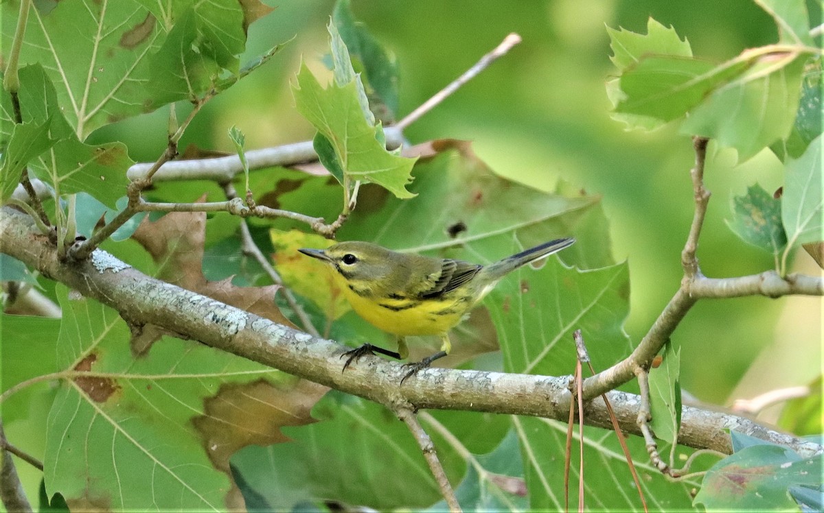 Prairie Warbler - ML357625391