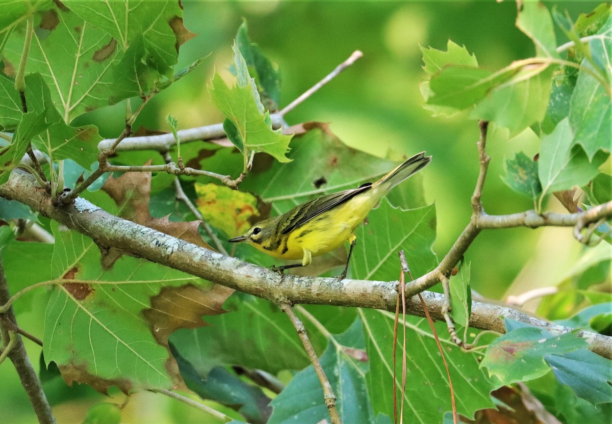 Prairie Warbler - ML357625401