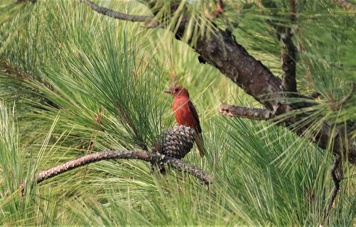 Summer Tanager - Daniel Kaplan