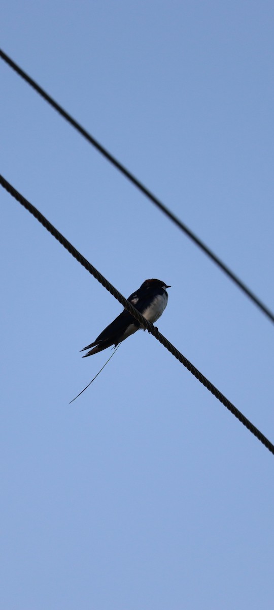 Wire-tailed Swallow - ML357626461