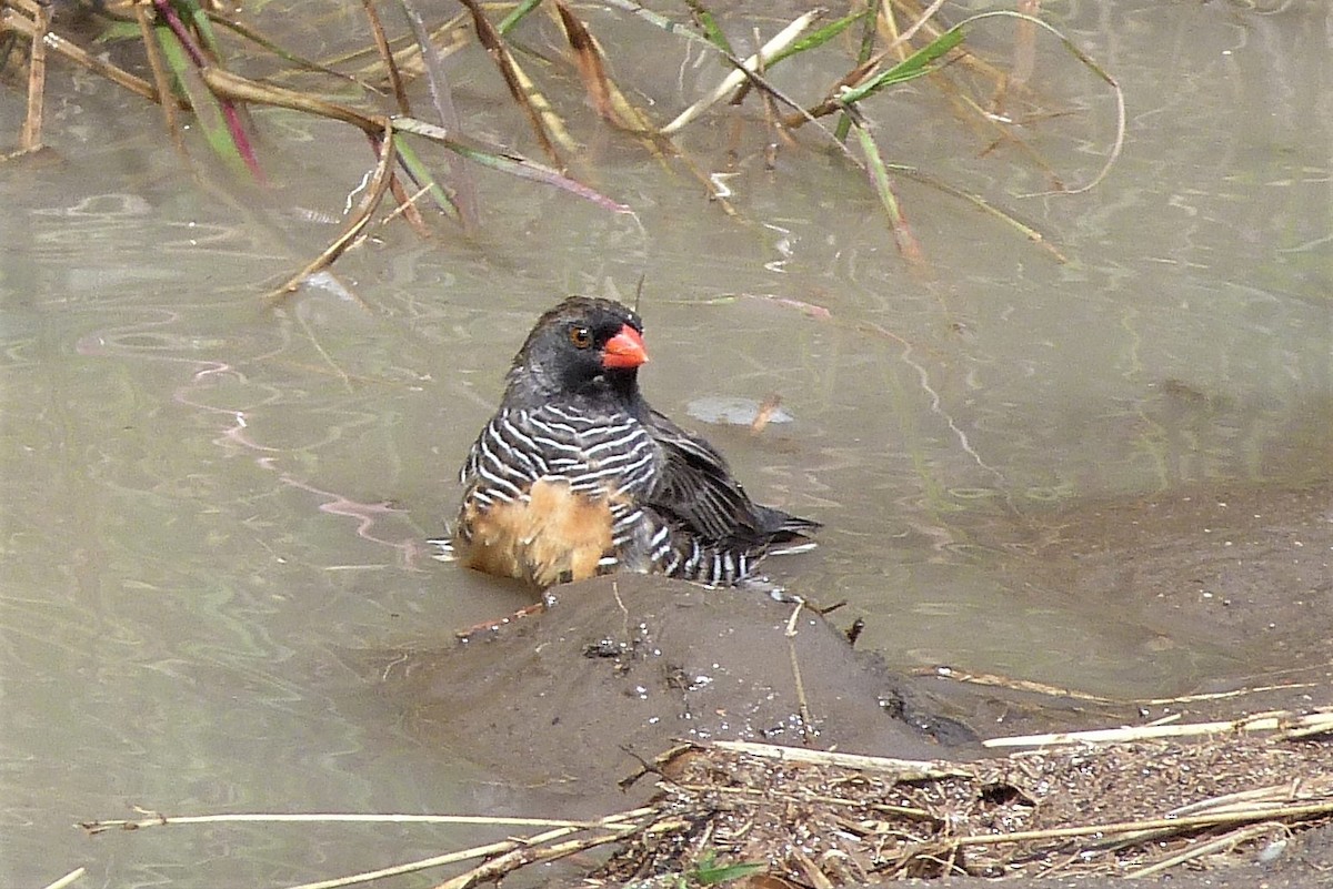 Quailfinch (Black-chinned) - Karen Thompson