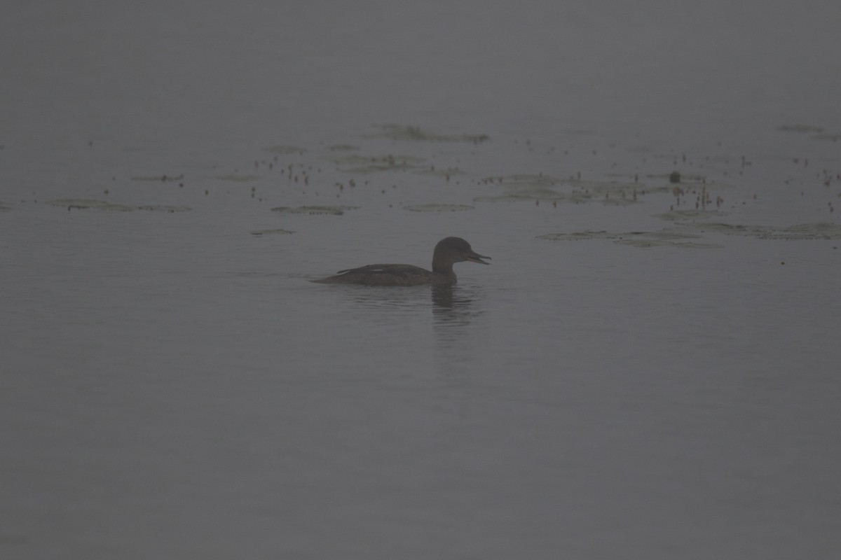 Hooded Merganser - ML357627711