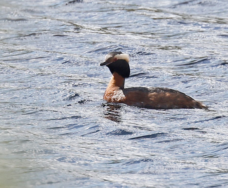 Horned Grebe - ML357627821