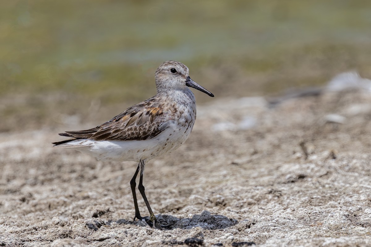 Western Sandpiper - ML357627881