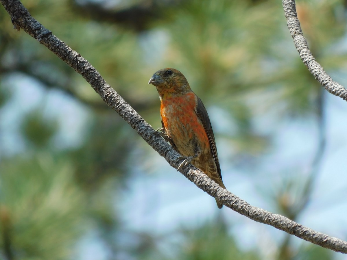 Red Crossbill - ML357628871