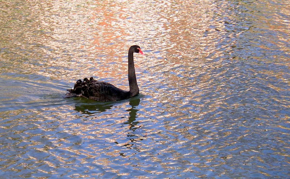 Black Swan - ML357629901
