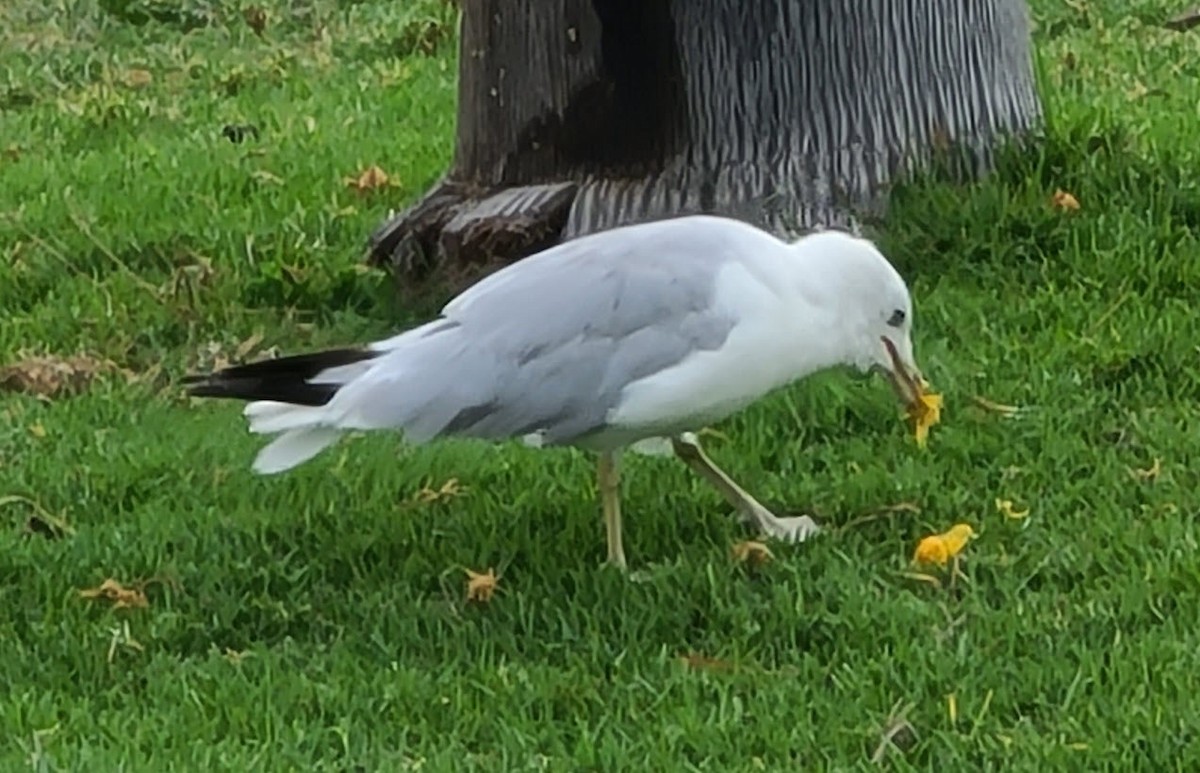 Ring-billed Gull - ML357632631