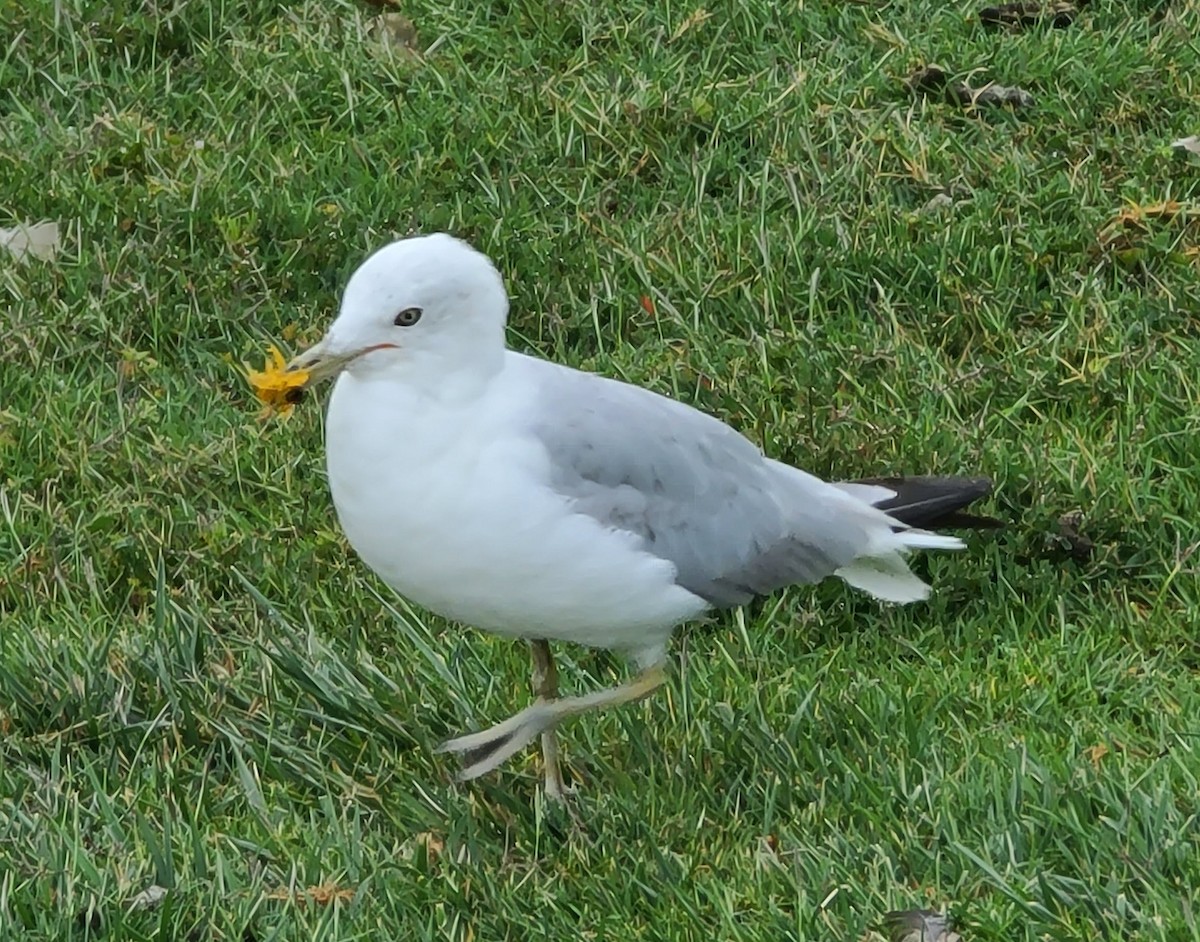 Ring-billed Gull - ML357632651