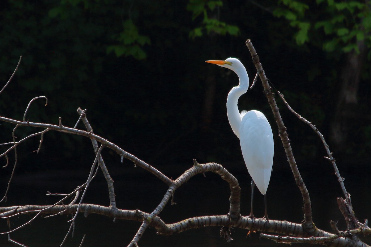 Great Egret - Mark Hawryluk