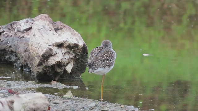 Lesser Yellowlegs - ML357633761