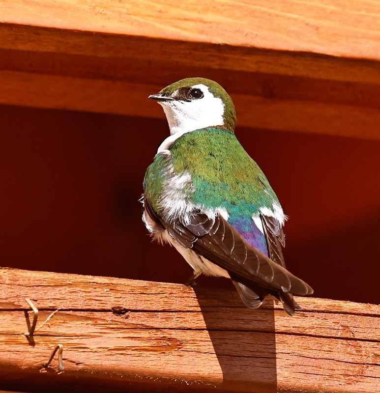 Violet-green Swallow - ML357633781