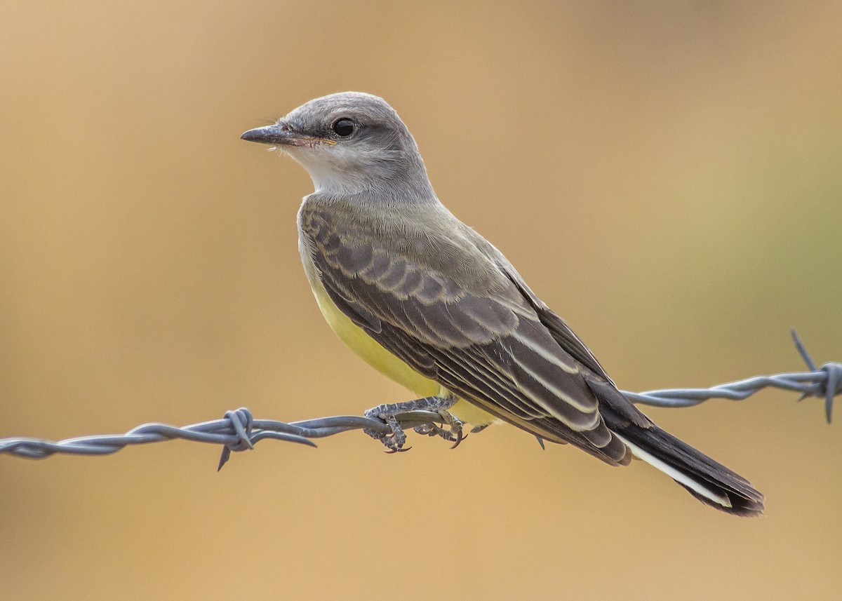 Western Kingbird - ML357634511