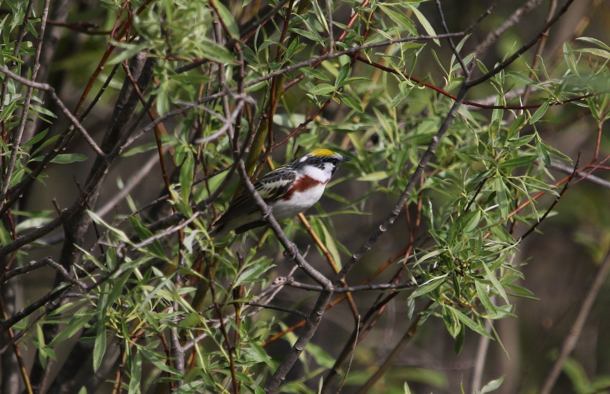 Chestnut-sided Warbler - ML357637091