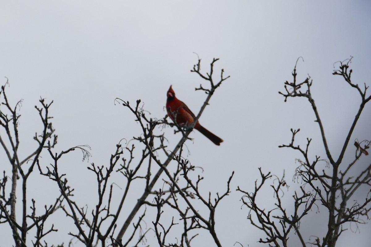 Cardinal rouge - ML357637451