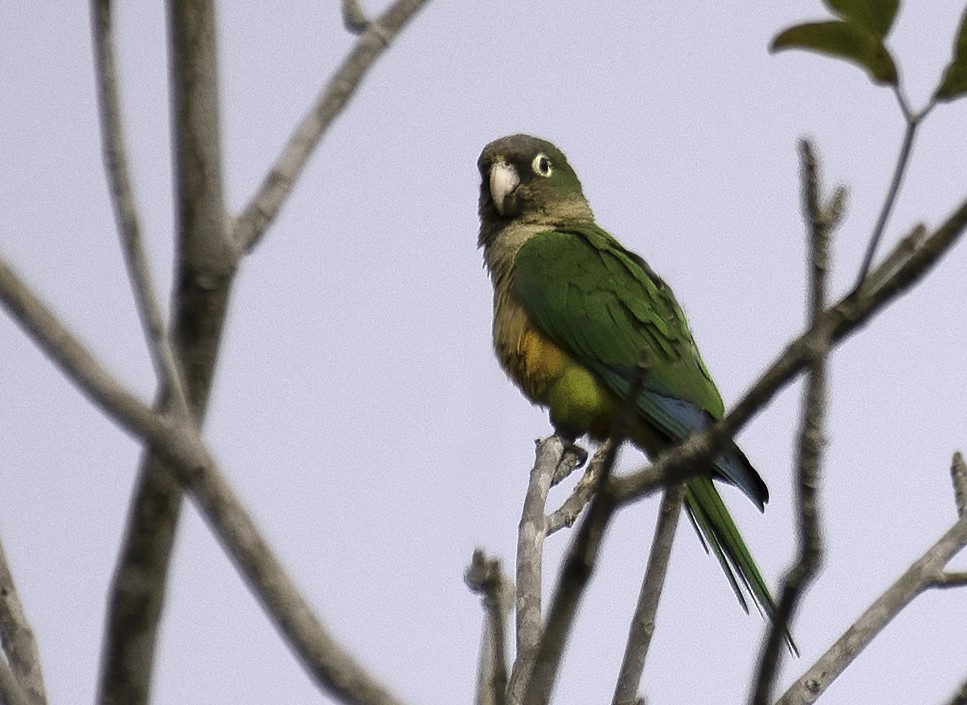 Cactus Parakeet - Luiz Moschini