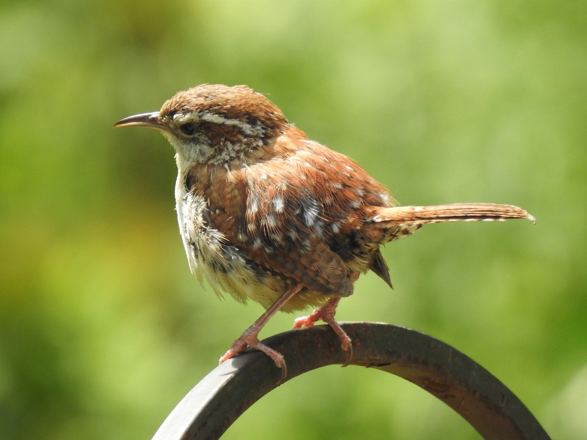 Carolina Wren - ML357640021