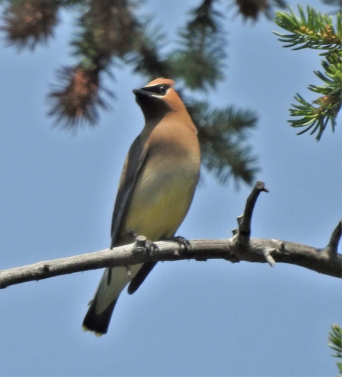 Cedar Waxwing - ML357641721