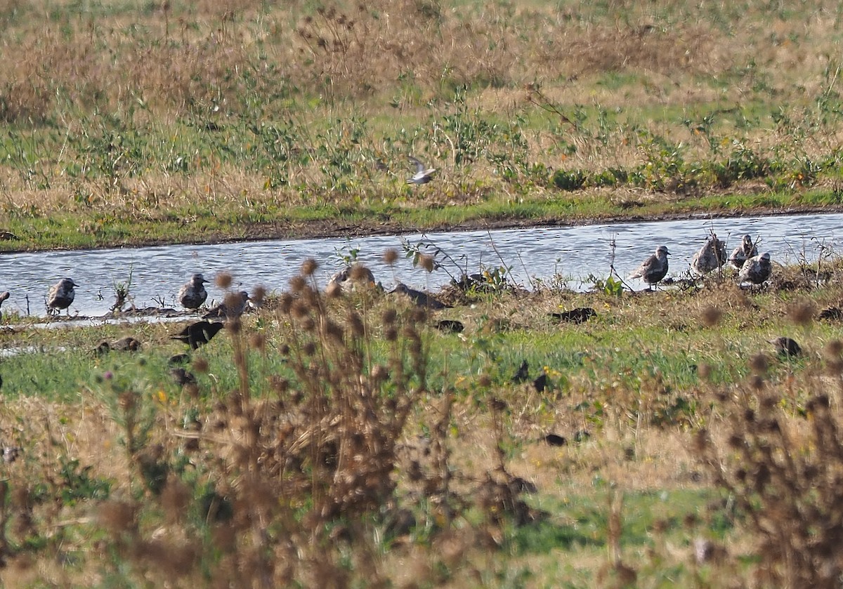 Black-bellied Plover - ML357643091