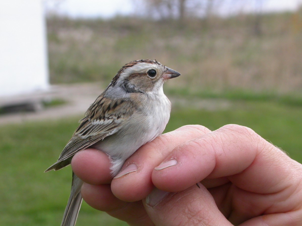Chipping x Clay-colored Sparrow (hybrid) - ML35764541
