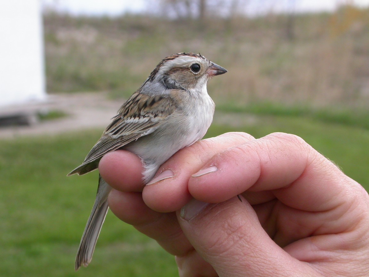 Chipping x Clay-colored Sparrow (hybrid) - ML35764551