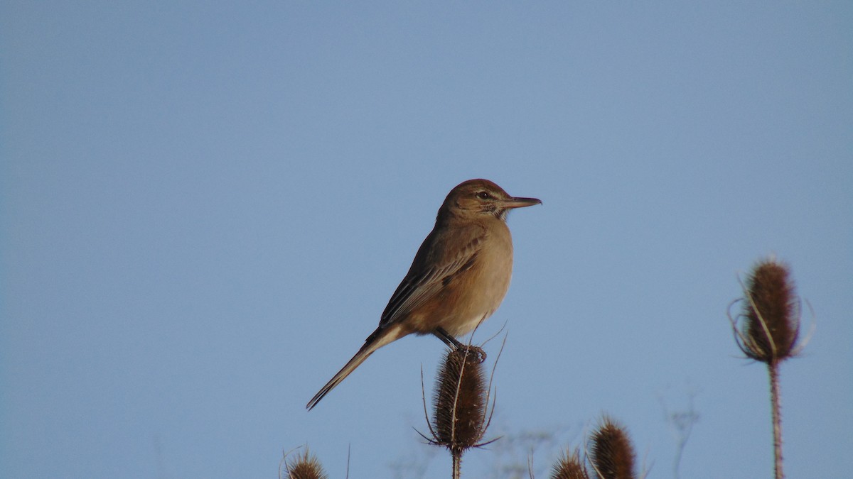 Gray-bellied Shrike-Tyrant (micropterus) - ML357649111