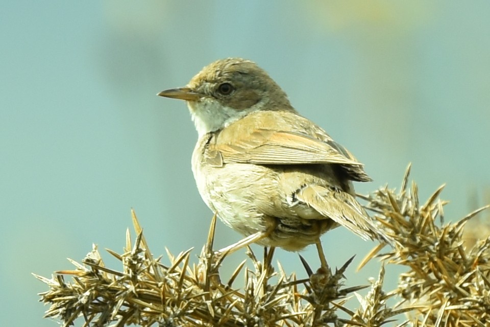 pěnice hnědokřídlá - ML357653381