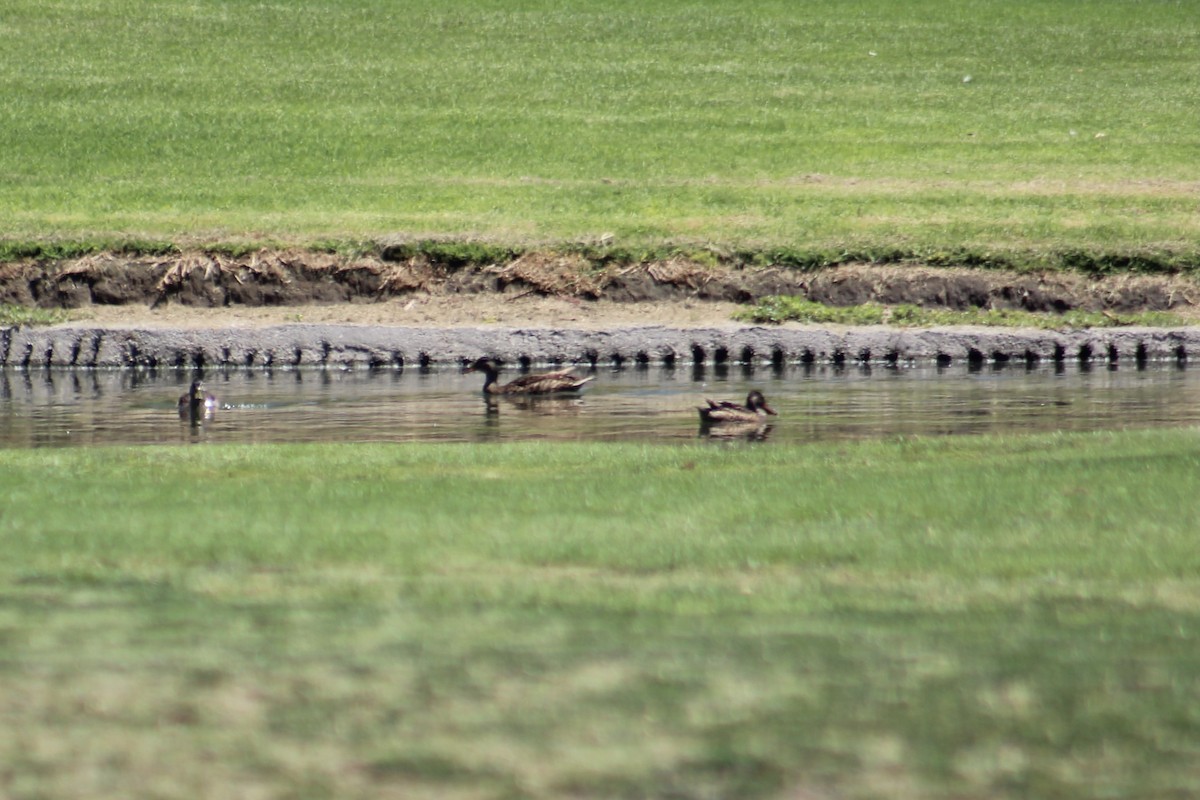 Northern Shoveler - ML357653931