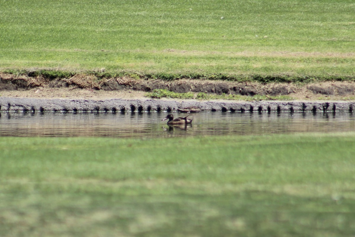 Northern Shoveler - ML357653951