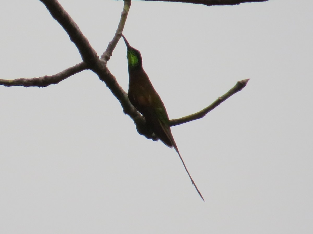 Colibrí Topacio - ML35765491