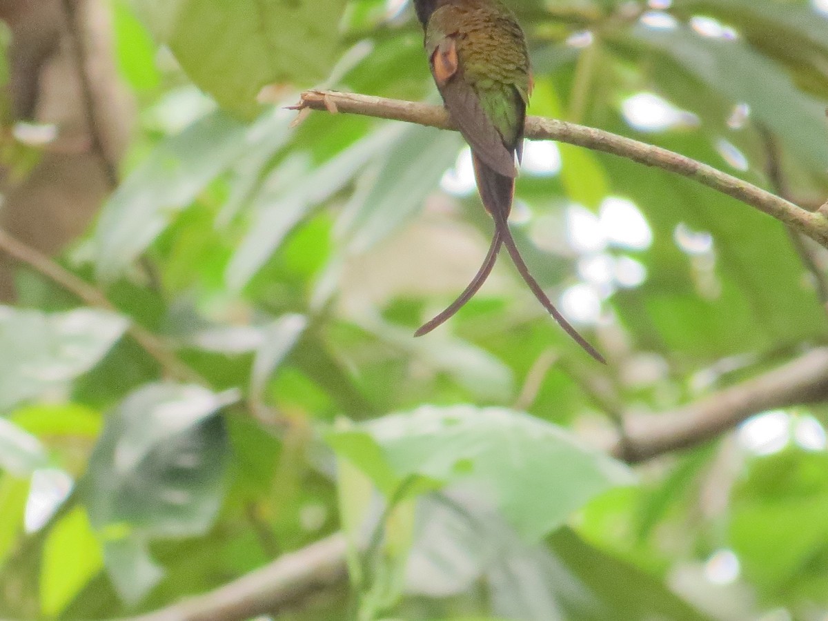 Colibrí Topacio - ML35765521