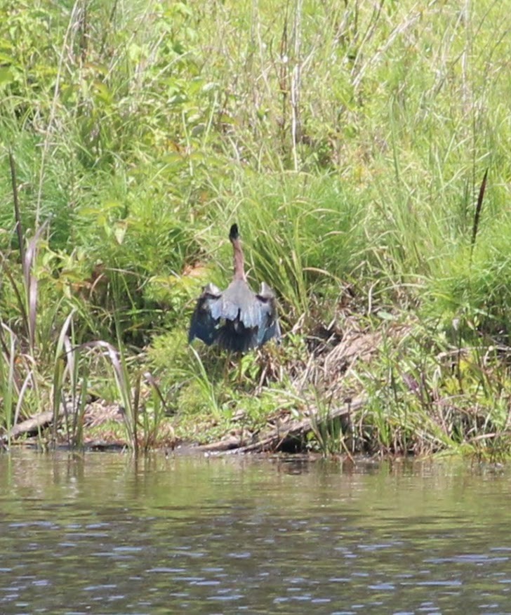 Green Heron - ML357659091