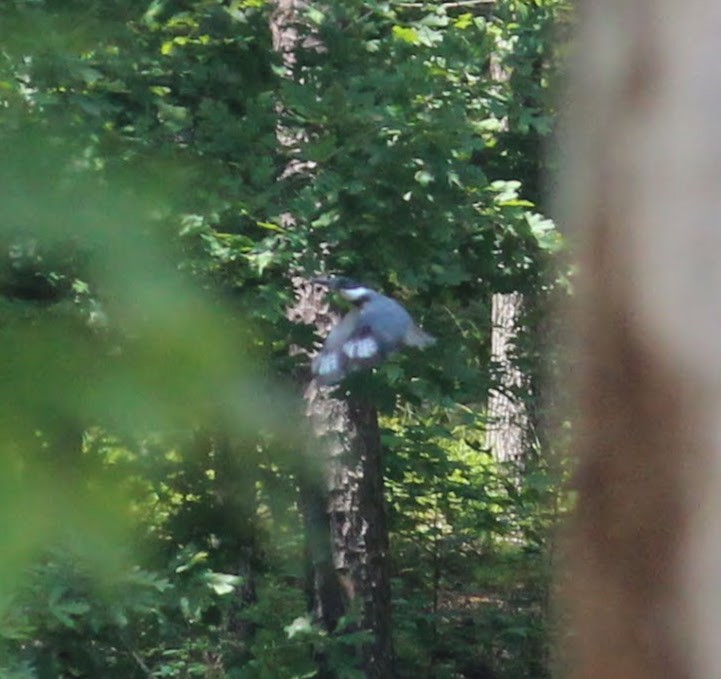 Belted Kingfisher - ML357659141