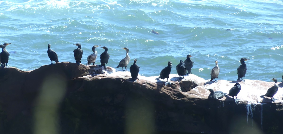 Double-crested Cormorant - ML357659241