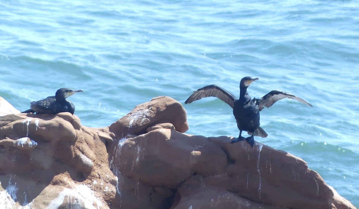 Great Cormorant - Alain Sylvain