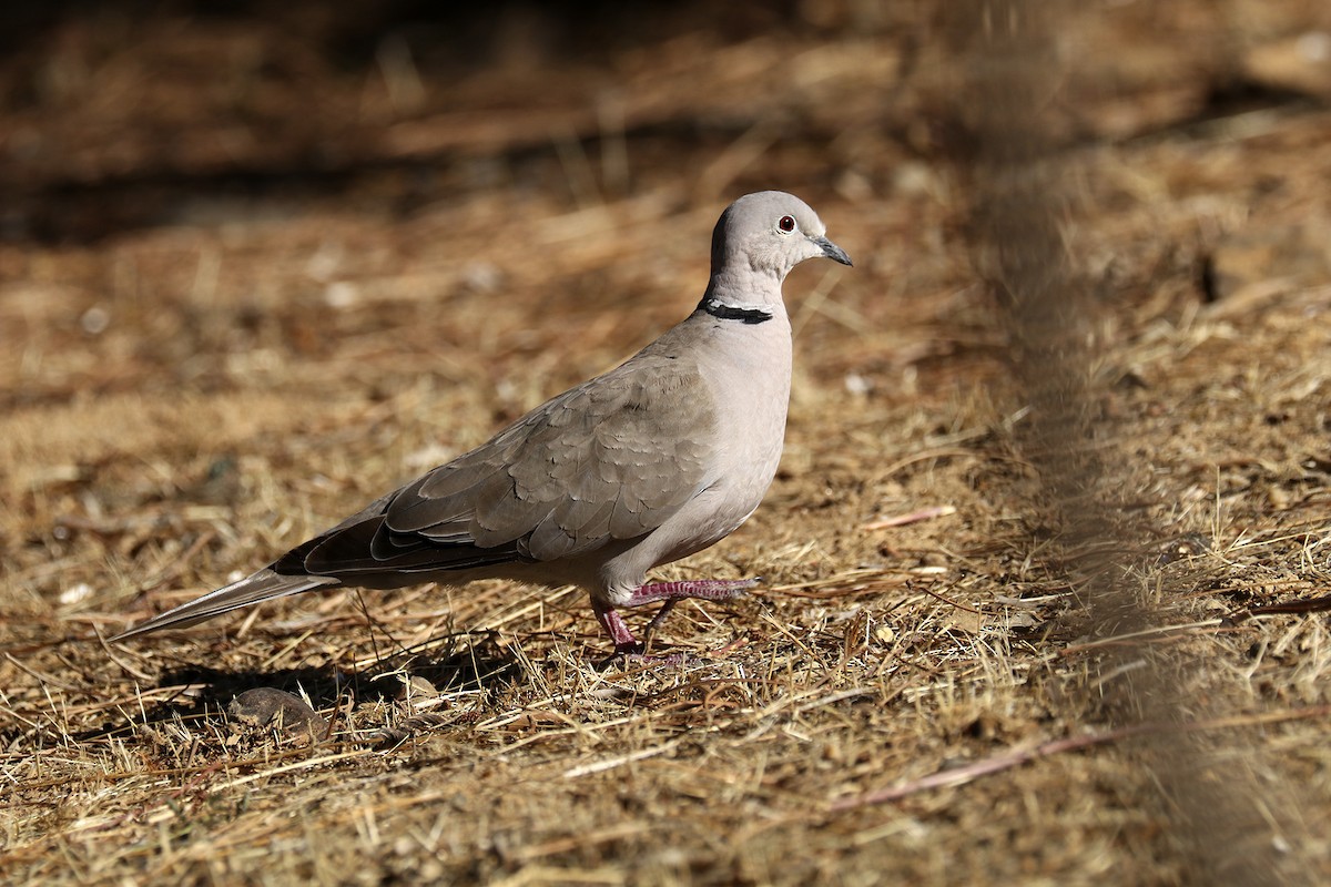 Eurasian Collared-Dove - Francisco Barroqueiro