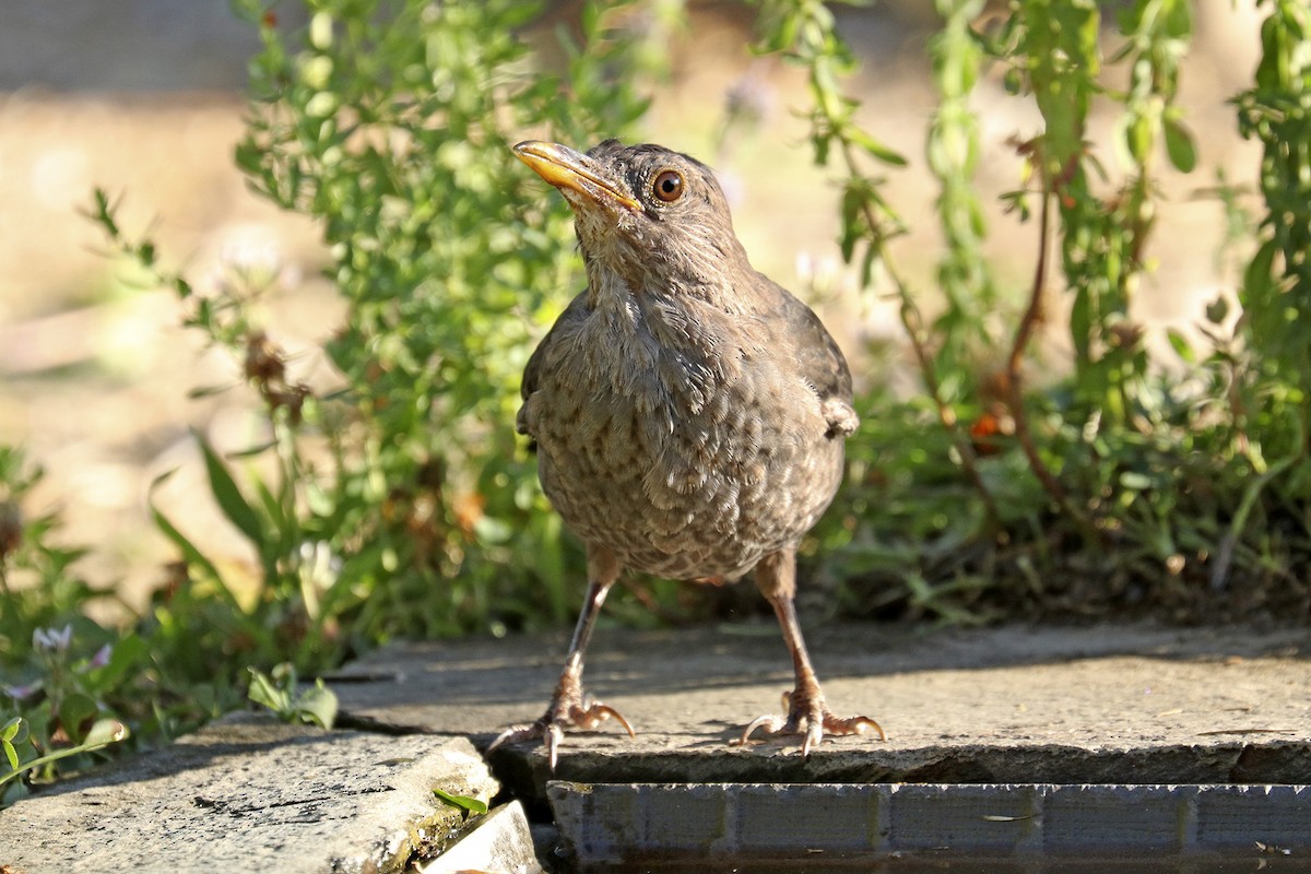 Eurasian Blackbird - ML357661051