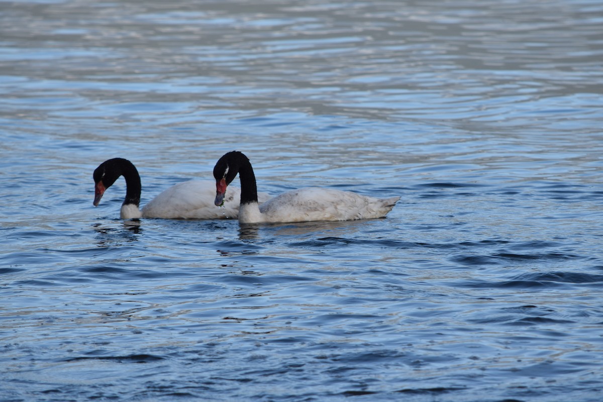 Black-necked Swan - ML357664521