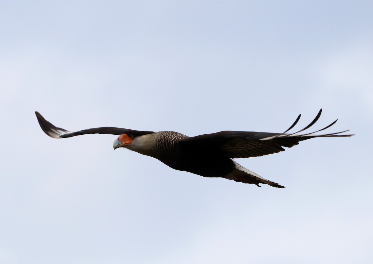 Crested Caracara (Southern) - ML357664931