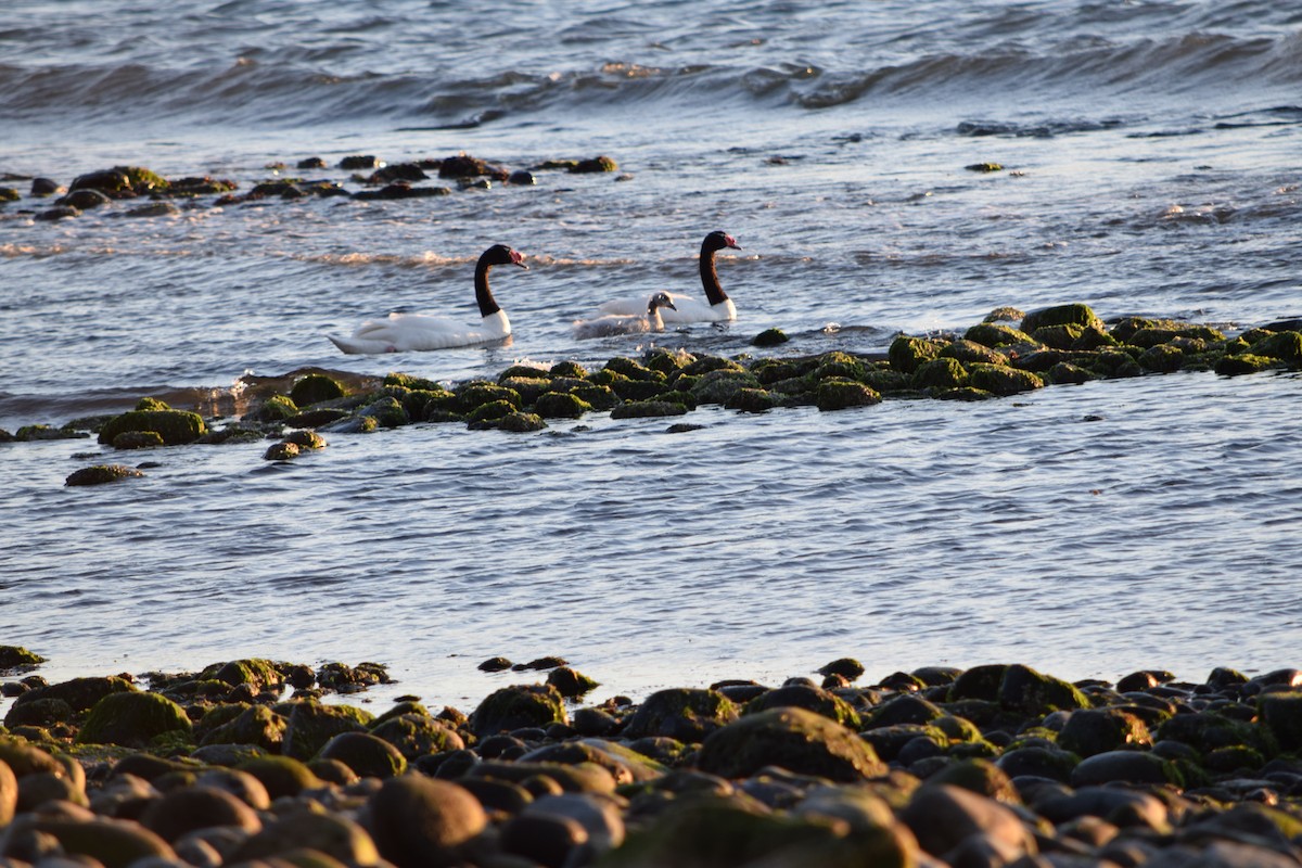 Black-necked Swan - ML357665281