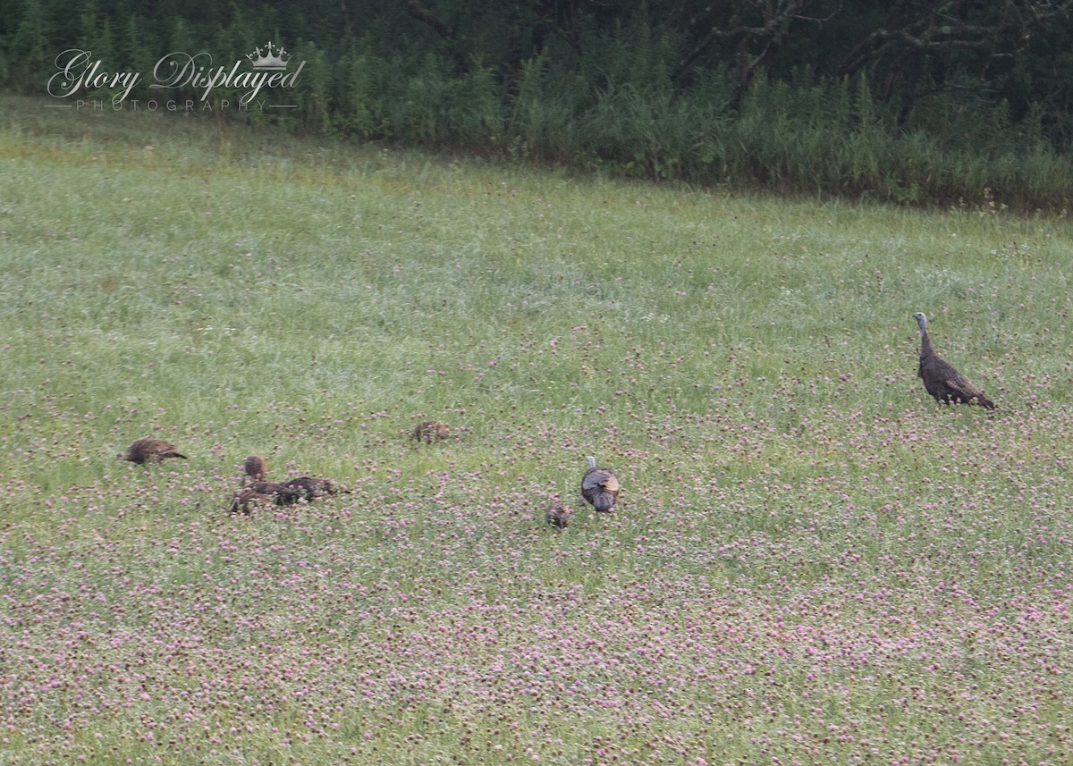 Wild Turkey - ML357665391