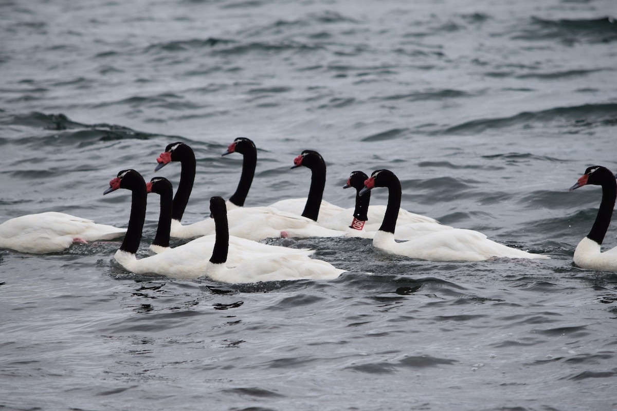 Black-necked Swan - ML357666011