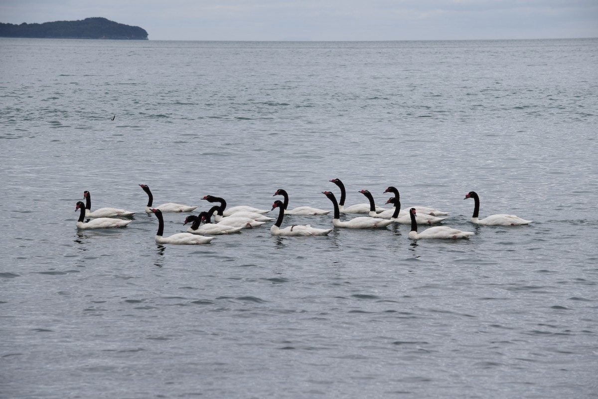 Black-necked Swan - ML357666061