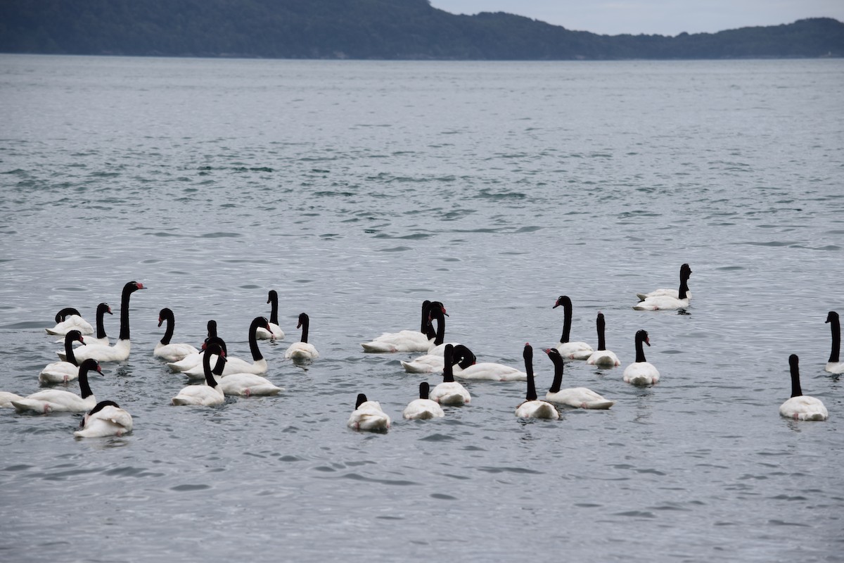 Black-necked Swan - ML357666081